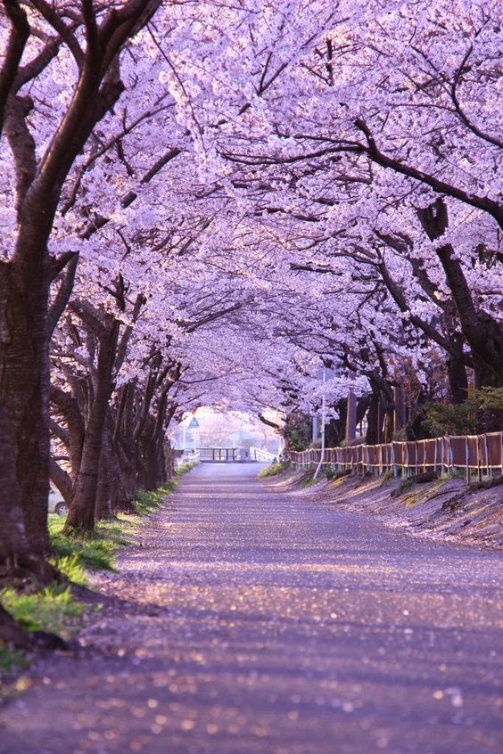 daddiekyle:  vicloud:For this reason I love Japon @deafkinkygirl.. i know you love