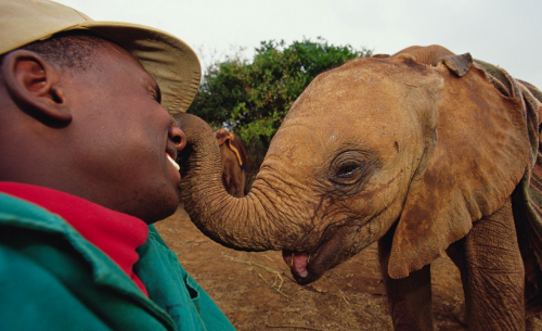 belas-imagens: nubbsgalore: photos by gerry ellis from the david sheldrick wildlife trust,