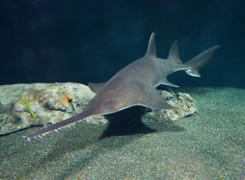 Largetooth sawfish. (Pristis pristis) Okay so bear with me on this one.  I find it very hard to take