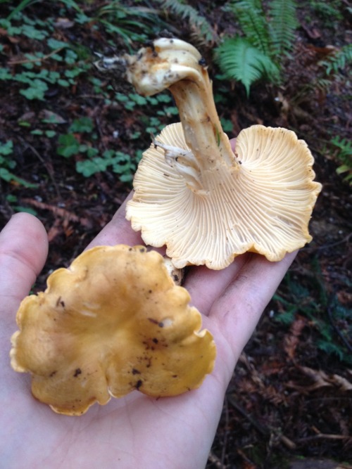 Sex moon-medicine:  Toxic chanterelle look-a-like pictures