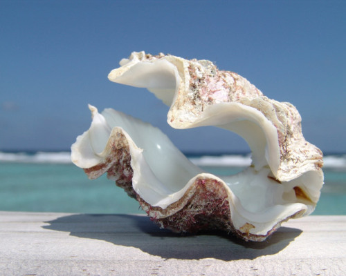 tropicri:  Tropical Blog ☯ 