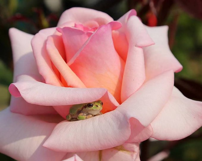 cutepetsuwu:  He found the perfect spot to escape from the afternoon Sun