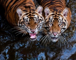 beautiful-wildlife:  Tigers by Robert Cinega