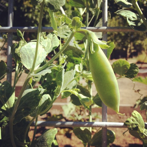 sweet pea pod!