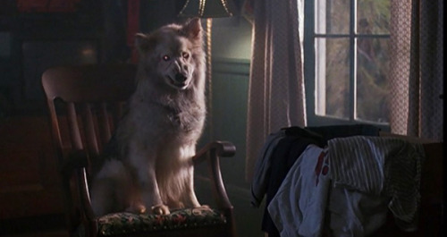 brundleflyforawhiteguy: Pet Sematary Two (1992)