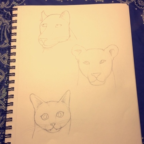 Some cats!