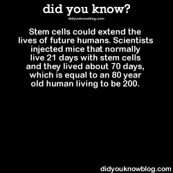 did-you-kno:  Stem cells could extend the lives of future humans. Scientists injected mice that normally live 21 days with stem cells and they lived about 70 days, which is equal to an 80 year old human living to be 200.  Source