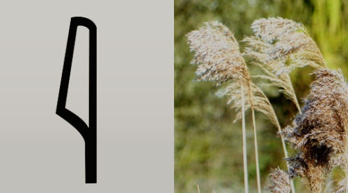 ancientegyptdaily: Hieroglyphs vs real life examples:Egyptian vulture (ꜣ = “ah”)flowering reed  (i =