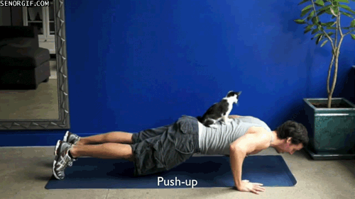 fitnessgifs4u:  9 Exercises You Can Do With Your Cat…(other five HERE on Cheezburger.com)