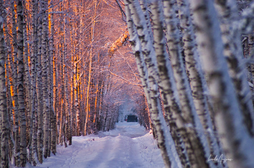 ❄️ Happy Winter Solstice! ❄️ 