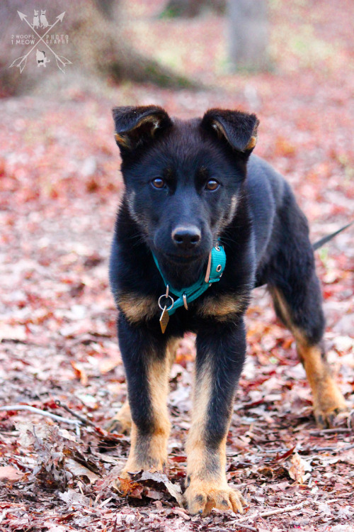 2woofs-1meow - Canon – Working Line German Shepherd – 3 months