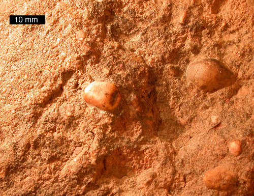 Old Red SandstoneThese sedimentary grains are a tiny slice of the Old Red Sandstone, one of the most