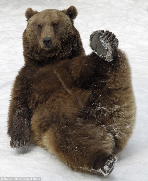 silverhawk:idk what this is or why bears do this but i was on google images and im crying why are on