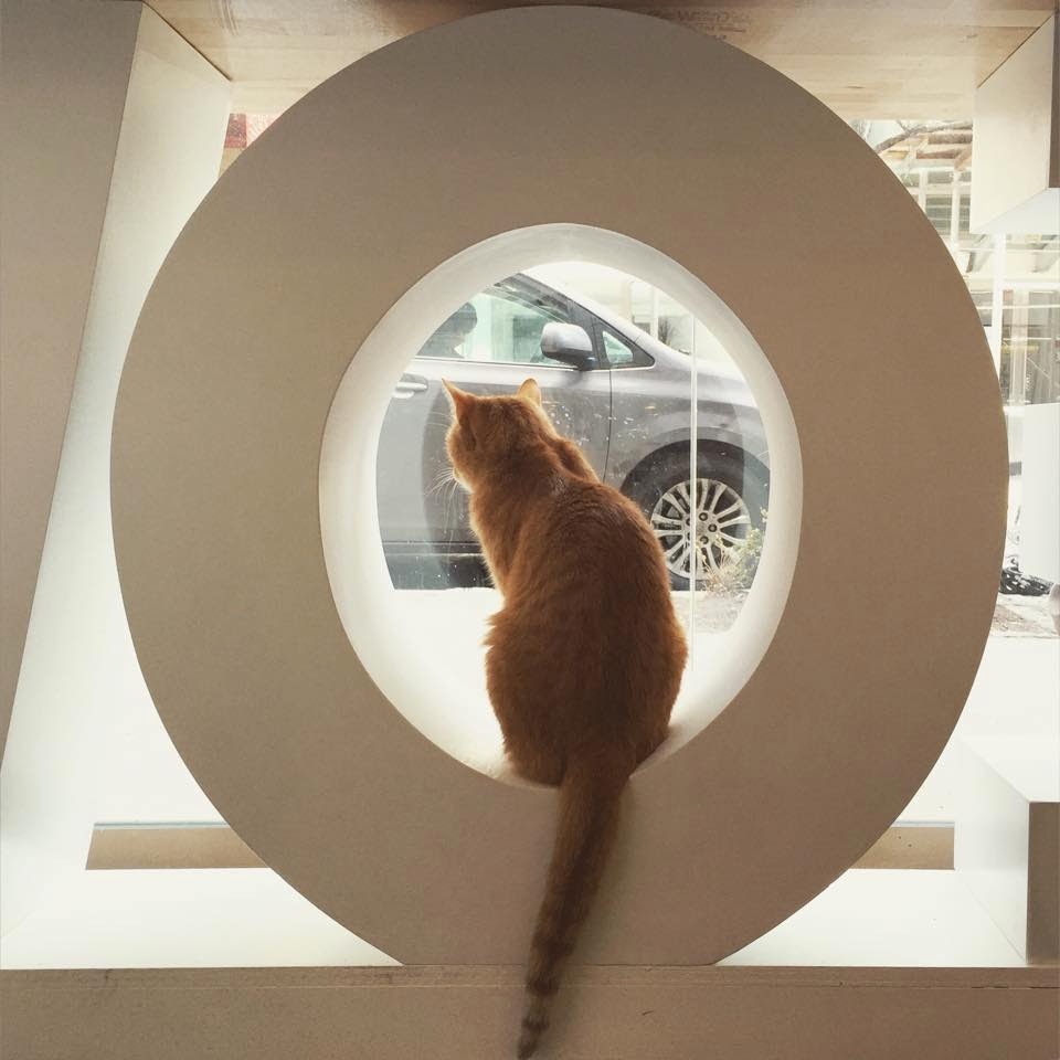 dogsandtheirbuddies:  Meow Parlour is New York City’s first cat café, a place