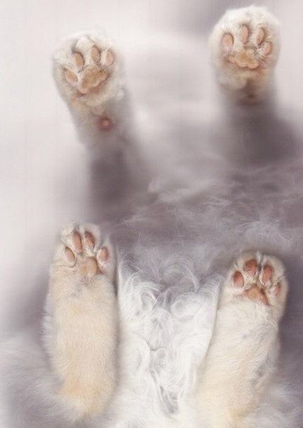 theamazinglei: @namelesskitten22 soft toesies :3c 