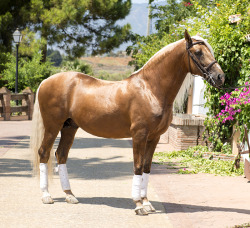 redhead-lass:  Destello - 2004 Lusitano Stallion;