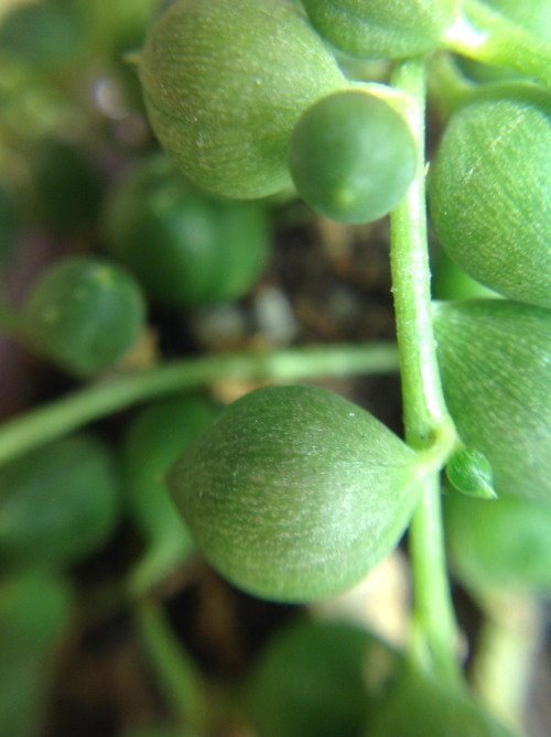 Here’s an up close look at one of my favorite succulents, Senecio rowleyanus, String of P