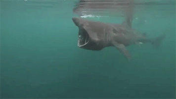 Porn photo underthevastblueseas:  The basking shark