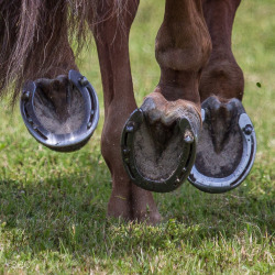 hunterjumperhorses:  Hooves at WEF  I like