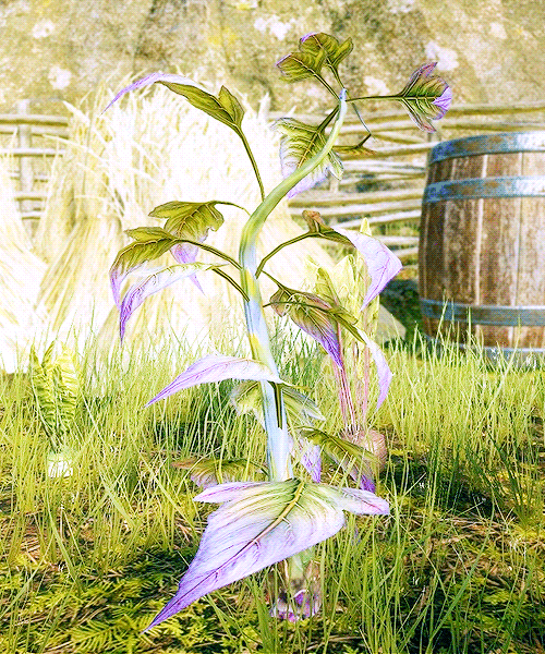 aloths:Herbs - Royal ElfrootRoyal Elfroot is a rarer variety of elfroot and is found to be more usef