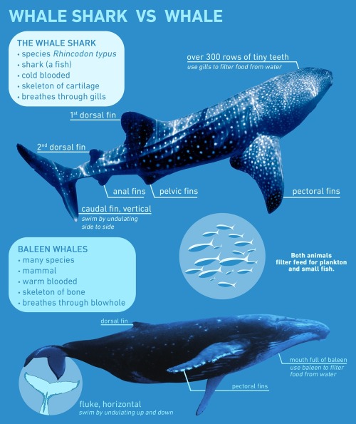 whatevermorleywhatever:Infographic: Whale Shark | by One World One Oceana reminder that whale sharks