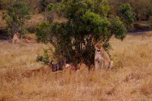 Kenyan wildlifeSome pictures I took during my safari in Kenya (Amboseli and Maasai Mara)