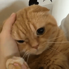 kitty & cat posts / memes