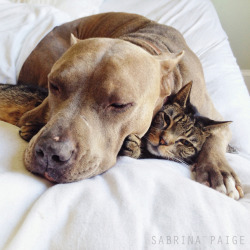 :  Lessons In Cuddling: Pit Bulls And Tabby Cat Show Us How It’s Done 