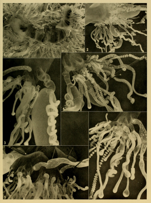 Portuguese man o’war. Discovery reports. 1962.Internet Archive