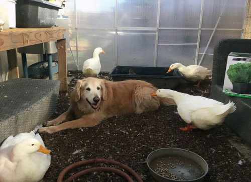 archiemcphee:Today the Department of Unexpected Interspecies Friendship is hanging out with Barclay,