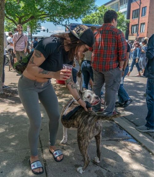 #DoDivisionStreetFest. . : @boknows.chicago. . . . . #pitbull #pitbullsofinstagram #dogs #dogsof