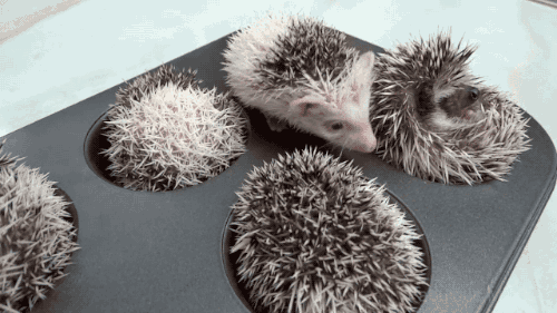 gifsboom:Video: Baby Hedgehog Muffins.(Fabulous Mr. Pug)