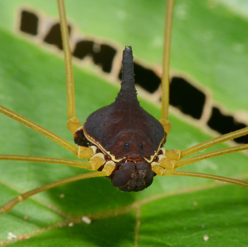 captain-price-official:onenicebugperday:Harvestmen (Arachnida, Opiliones) photographed by Art Anker 