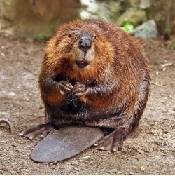 In 1948, there were concerns about beaver