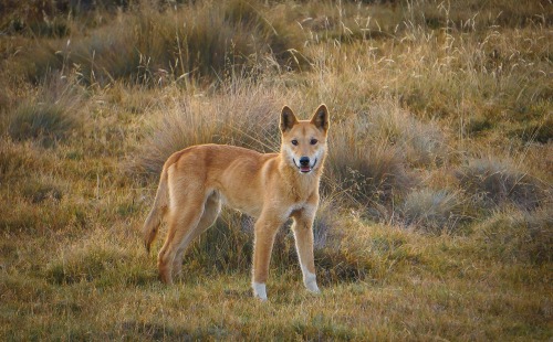 pet-interests: Alpine Dingo colour variations in  Kosciusko National Park by Michelle J Ph