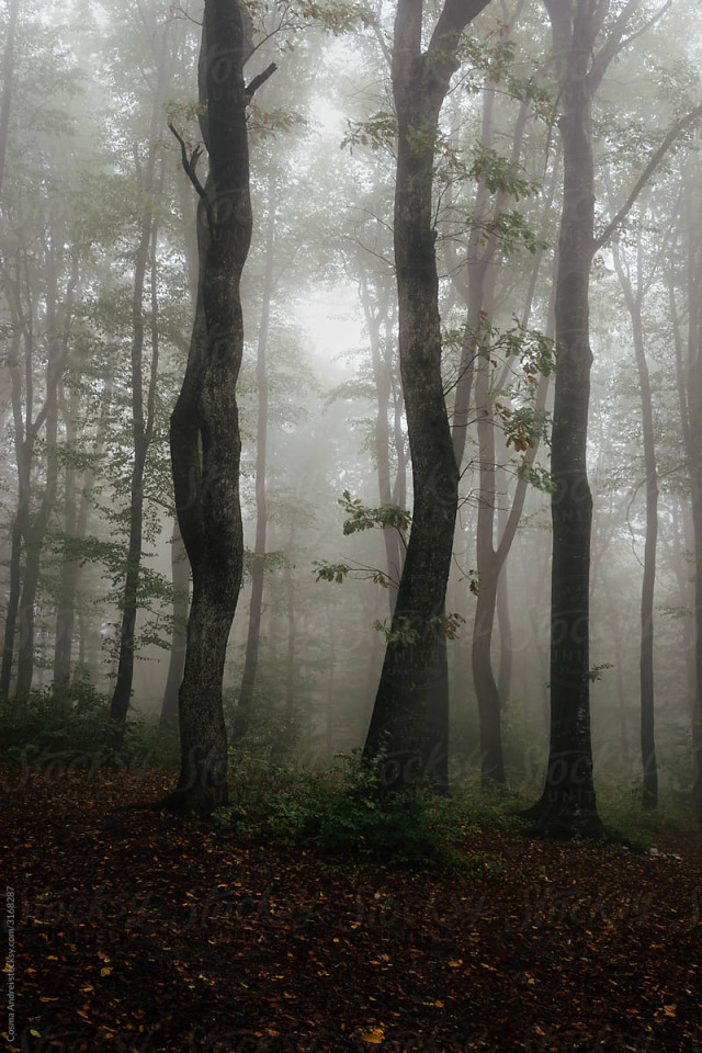 Foggy Nature Tumblr Posts Tumbral Com