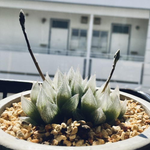 2020.04.14Haworthia cooperi var. venustaハオルチア ベヌスタおうちにベヌスタの鉢が2つあります