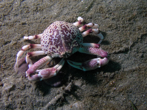 Sex astronomy-to-zoology:  Purple Globe Crab pictures