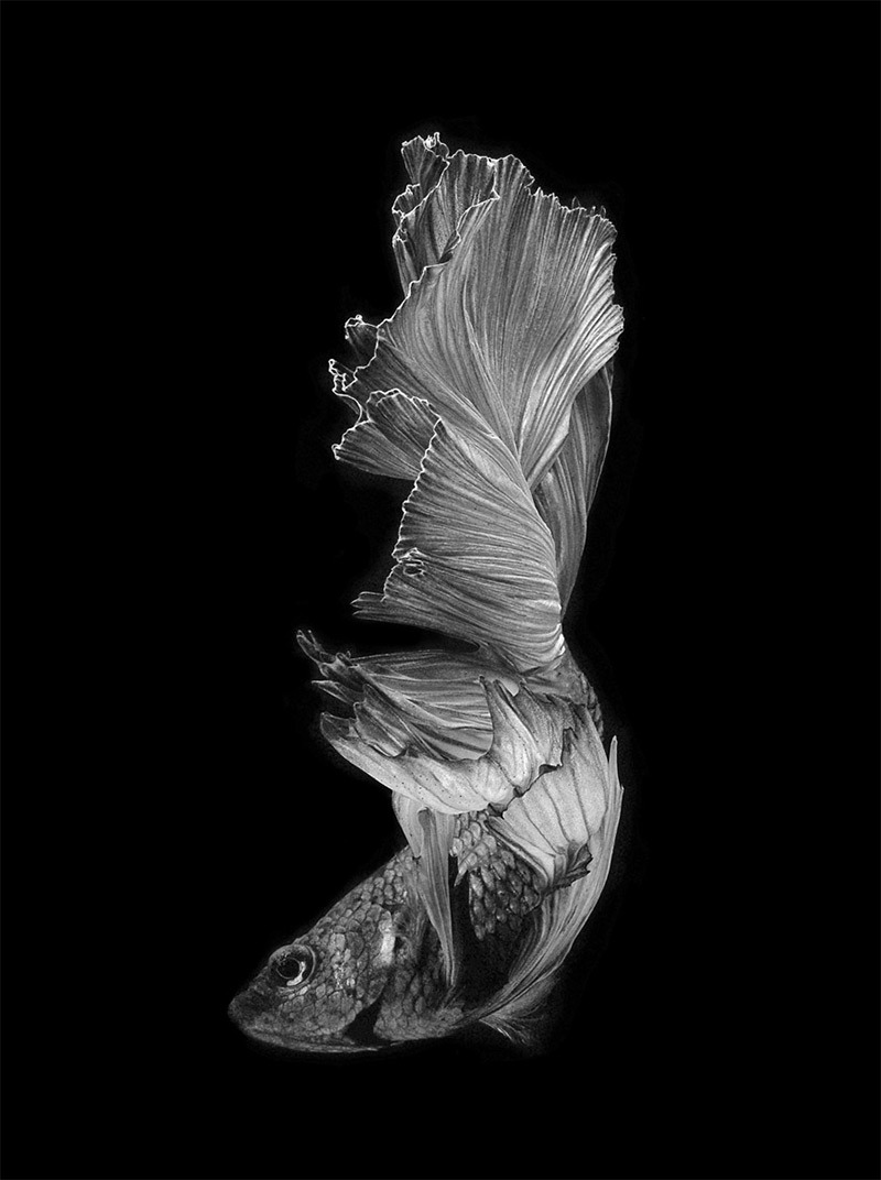 from89:Siamese Fighting Fish by Visarute Angkatavanich