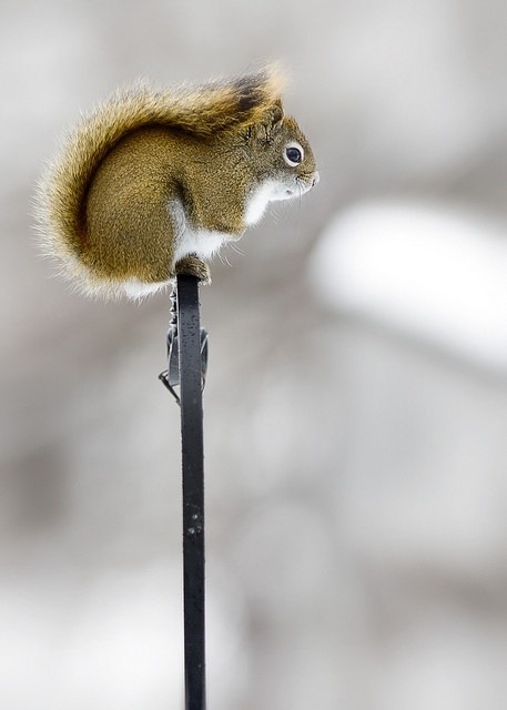 Perfect balance (Douglas Squirrel) porn pictures