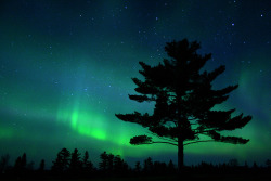 whisped:  White-Pine-Aurora by www.Photobotos.com