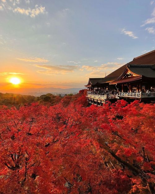 ’ ’ 【紅葉の京都】清水寺 ’ ’ 夕陽に照らされ、 真っ赤に燃える紅葉 ’ ’ 2021.11.25撮影 ’ &