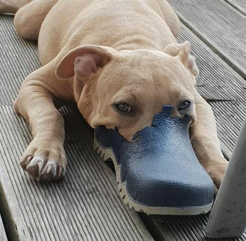 cuteness–overload: Dogo = platypus Source: bit.ly/30P4NYz