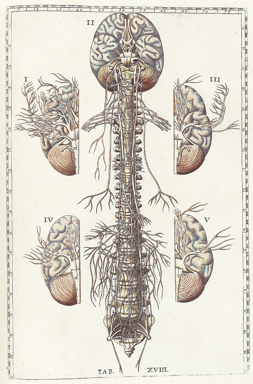 biomedicalephemera:  Some people say that manual scientific illustration will be superseded by computers and photography. I’m not convinced that’s the case. [illustrations] 
