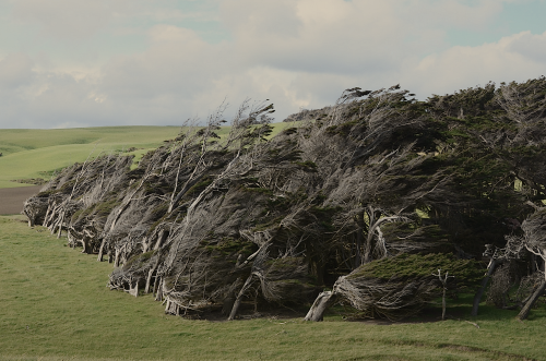 nubbsgalore:slope point, the southernmost tip on new zealand’s south island, is hit with such pers