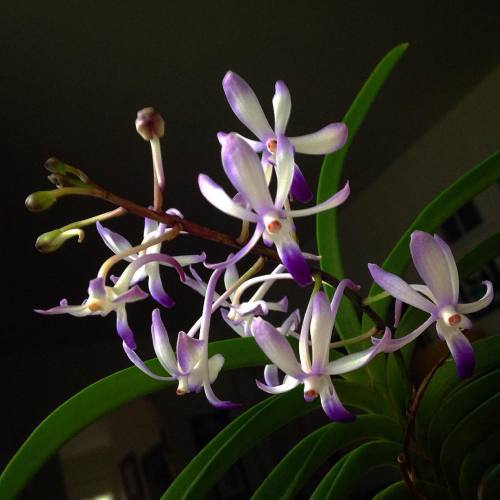 indefenseofplants: This Neostylis has been putting on quite the show for about a month now. It is bo