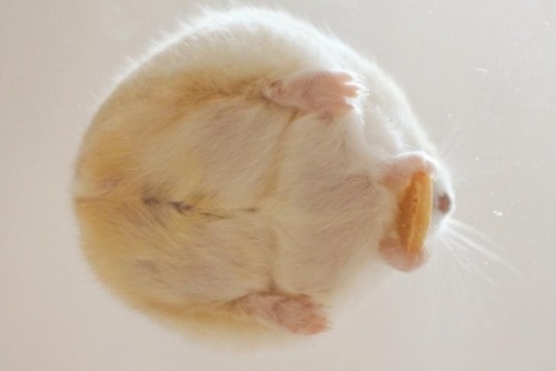 catsbeaversandducks:But have you seen the bottom view of a hamster?Photos by mona_tama