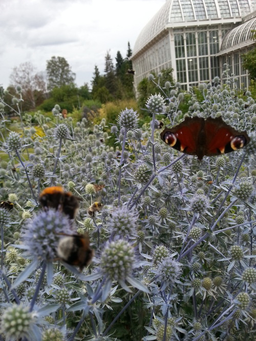 An European peacock, painted lady and beebles from Kaisaniemi Botanical Garden today