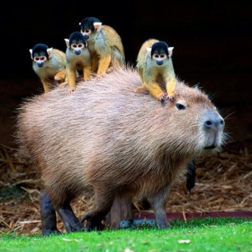 bitchmobsentai:Capybaras are apparently the chill bro homies of nature, hanging out with everyone.