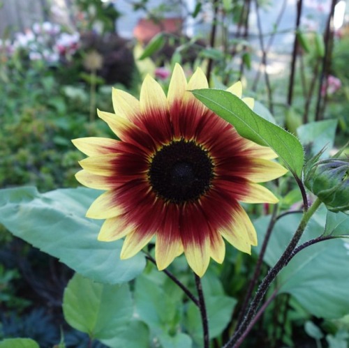 One sunflower the woodchuck didn’t get. #sunflower #flowers #blumen #flores #landscapedesign #garden